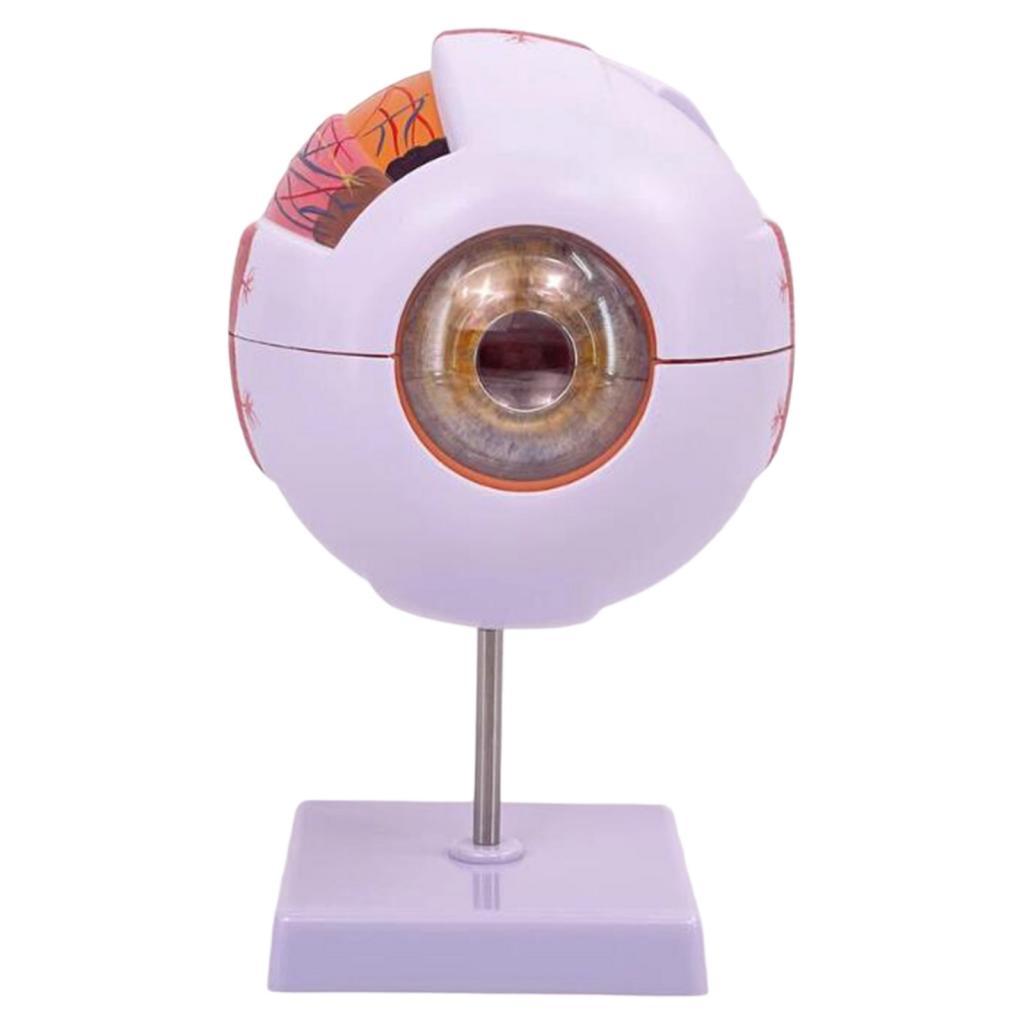 Science Exhibition Models - نموذج تشريحي للعين البشرية نموذج عرض