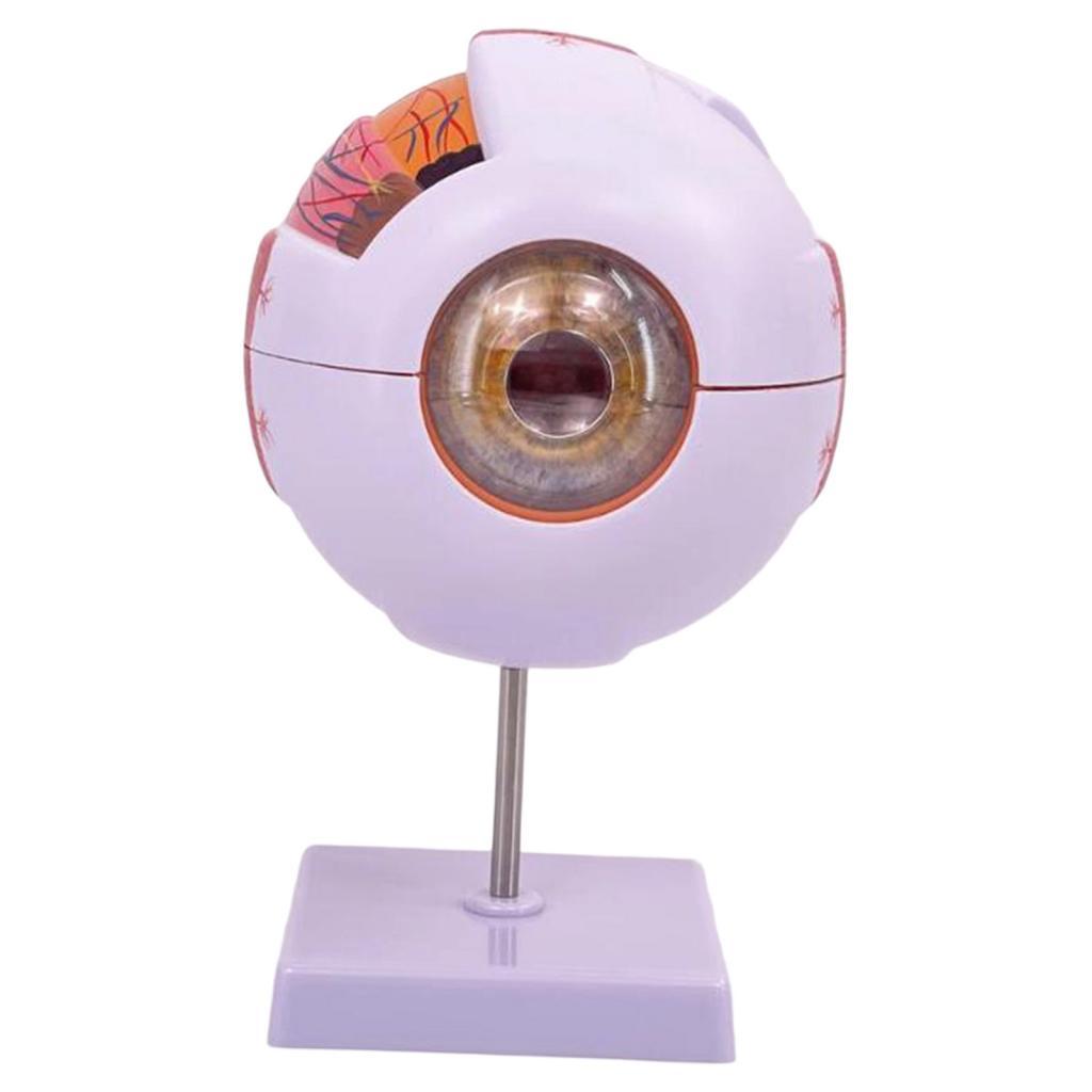 نموذج تشريحي للعين البشرية نمو - مراجعة Science Exhibition Models وسعره