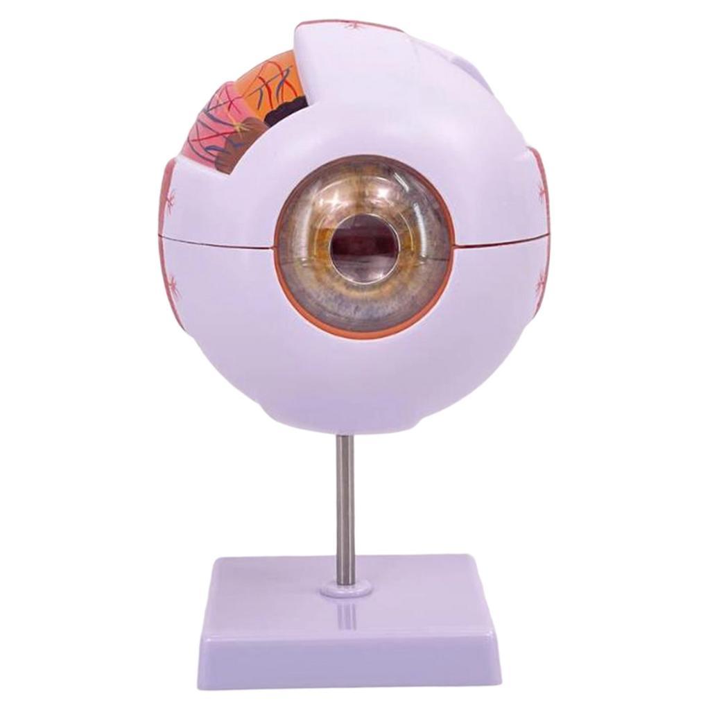 نموذج تشريحي للعين البشرية نمو - مراجعة Science Exhibition Models وسعره