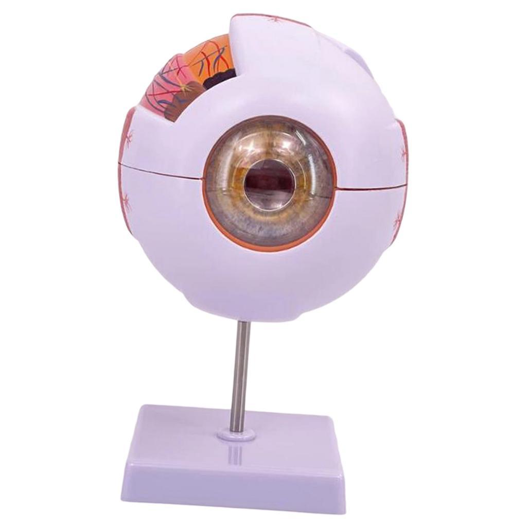 نموذج تشريحي للعين البشرية نمو - مراجعة Science Exhibition Models وسعره